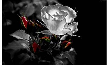 Gothic Roses Live Wallpapers for Android - Download the APK from Habererciyes